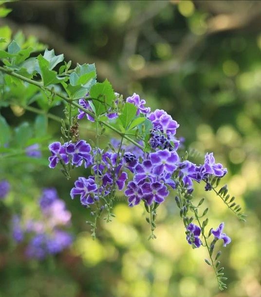Forsythia suspensa extract 2.jpg